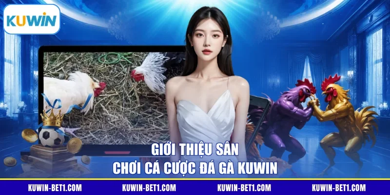 Giới thiệu sân chơi cá cược đá gà KUWIN